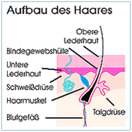 Haaraufbau