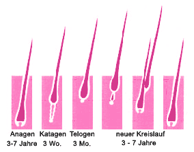 Haarwachszyklus
